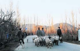 Shepherds on way to the Handwara market to sell their animals on Saturday