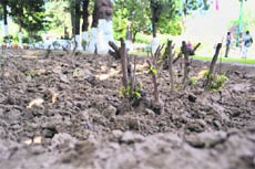 An ill-maintained flower bed.