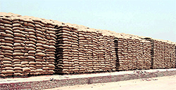 Grains stored in an open plinth near Bathinda