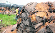 In Punjab, 20 to 25 per cent of foodgrains (rice and wheat) stored in the open go waste. It makes sense to shift 10 to 20 per cent area under rice and wheat to other crops, like maize.
