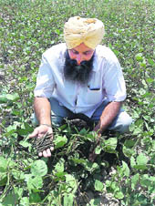 Pulses (moong, above) and cereals like bajra and jowar require less water than the rice-wheat combination.