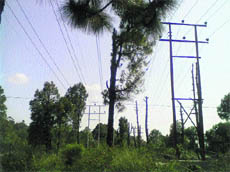 Damaged fields and trees during the course of installation of transmission lines in Palampur.