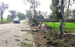 Trees being chopped to widen the Muktsar-Kotkapura road in Muktsar