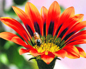A honeybee sucks nectar from a sunflower at a garden in Gurgaon.