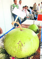A gourd weighing 16.5 kg displayed at the fruit, flower and vegetable festival in Sector 20, Panchkula, on Thursday.