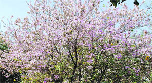 The lilac spread of kachnar trees is eye-catching