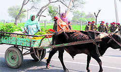An elderly woman makes her way on a cart along with her kin on the outskirts of Bathinda on a pleasant Sunday afternoon