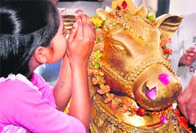 Whispers of the heart: A girl makes a wish to deity Nandi at a Lord Shiva temple on the occasion of Mahashivratri in Haridwar on Sunday