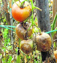 Tomato crop affected by a mysterious disease. 