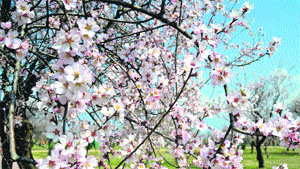 Almond trees in bloom at Badamwari in Srinagar.