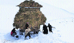 Nomads clear the snow for the smooth movement of trucks carrying fodder for the starving livestock in the Changthang region. A Tribune photograph