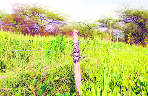 Live electricity wires put up by farmers in their fields to keep wild boars at bay at a village in Tarn Taran on Monday