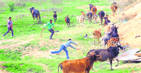 Employees of the MC catch stary cattle at Mauli Jagran in Chandigarh on Tuesday.