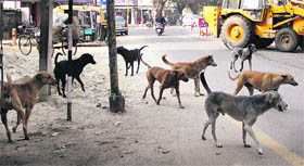 Stray dogs roaming on a road in Jalandhar.