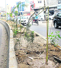 Palm trees, planted by the Municipal Corporation on a divider a week ago, have fallen down on the tehsil complex road in Jalandhar.