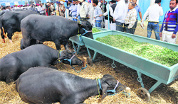 A file photo of the Pashu Palan Mela at GADVASU in Ludhiana.