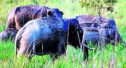 A herd of elephants goes back towards the Rajaji National Park forest cover in Haridwar on Friday