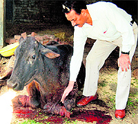 An official of the Society for Prevention of Cruelty to Animals tends the injured cow in Amritsar on Saturday
