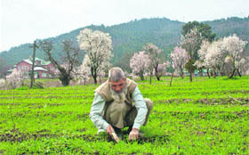 An elderly man works at his almond garden on the banks of the Dal Lake in Srinagar.