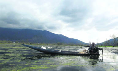 An elderly boatman picks up Nadru (lotus stem) from the Dal Lake in Srinagar on Saturday.