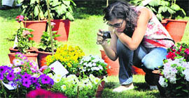 A girl clicks a photograph of flowers at the flower show organised by Vajra Corps in Jalandhar on Sunday.