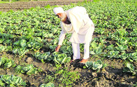 Bikkar Singh, an organic farmer, shows his crop in Badrukhan village. 