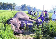 The carcass of an elephant that got electrocuted in Haridwar on Monday. 