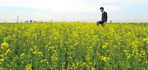 A man walks in a mustard flower field at Sangam in south Kashmir on Monday. 