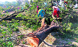 The plot where 101 trees were axed by land builder mafia at Jagjeetpur, Kankhal, in Haridwar on Tuesday