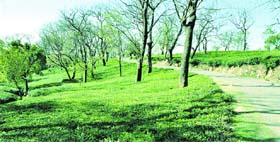 A tea garden in Dharamsala