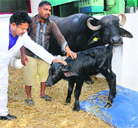 Swarn, the cloned male buffalo calf, at the NDRI in Karnal on Tuesday.