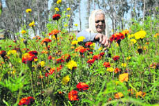 A woman picks marogold flowers in a village in RS Pura sector of Jammu. The flower crop in the area has been the worst affected due to the recent hailstorm.