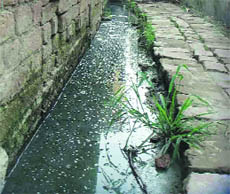 An open drain with stagnant sewage at Kanech village. 