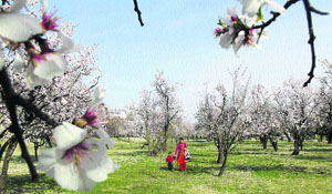 A mother and child take a stroll in the almond garden in Srinagar on Wednesday.