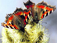 A butterfly sucks nectar from a flower in full bloom in Srinagar on Wednesday