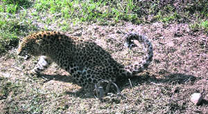 A trapped leopard in a Bageshwar village. 