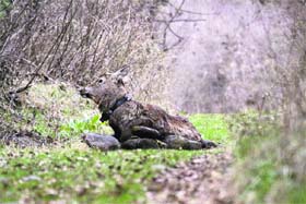 The hangul with GPS collar at Dachigam National Park in Srinagar
