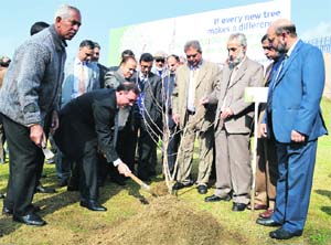 A chinar tree being planted in Srinagar on Thursday. 