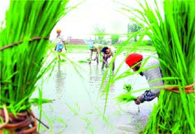 The state government has failed to announce a clear roadmap for crop diversification