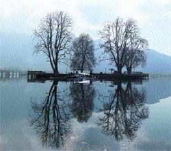 A view of the Dal Lake where four chinar trees are reflected in the water, in Srinagar on Friday