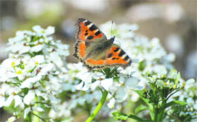 A butterfly rests on a flower at Badamwari in Srinagar on Sunday.