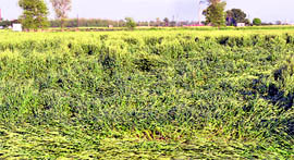 Flattened wheat at a village near Ludhiana.