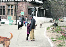 Stray dogs cause inconvenience to strollers on the Ridge in Shimla