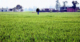 Heavy rain has weaked havoc on wheat and mustard.