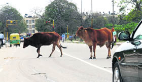 Stray cattle pose a problem to commuters in the city.