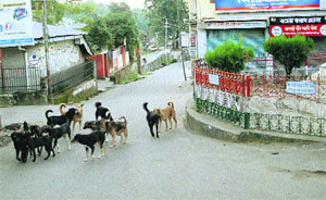 A herd of stray dogs in Palampur town.