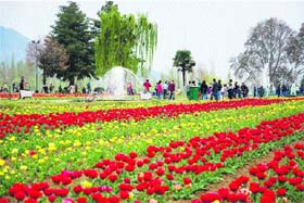 Three lakh tourists are expected to visit Tulip Garden in Srinagar this year