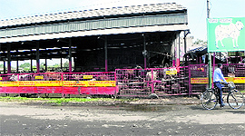 A huge shed has been constructed by an NGO to run a cow shed near the entrance to the grain market