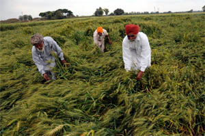 Farmers look at their flattened wheat crop in a village near Bathinda.