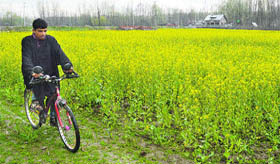A man rides a bicycle along a mustard field on the outskirts of Srinagar on Friday.